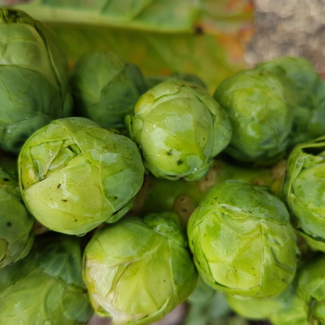 Les choux de Bruxelles