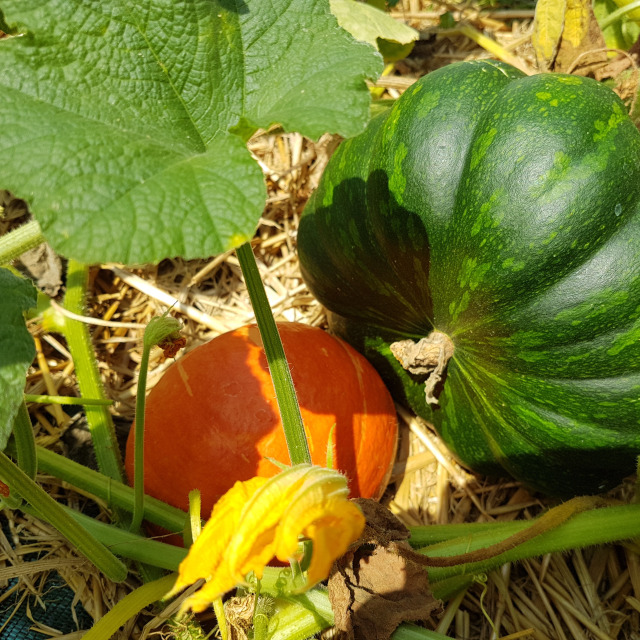 Les courges