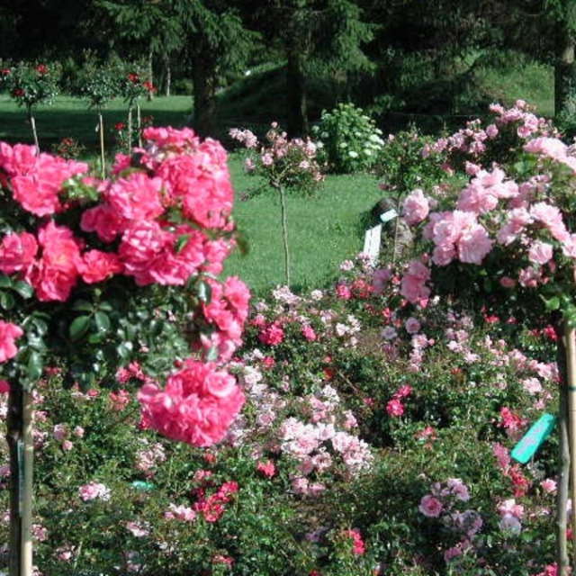 Les fleurs fanées des rosiers