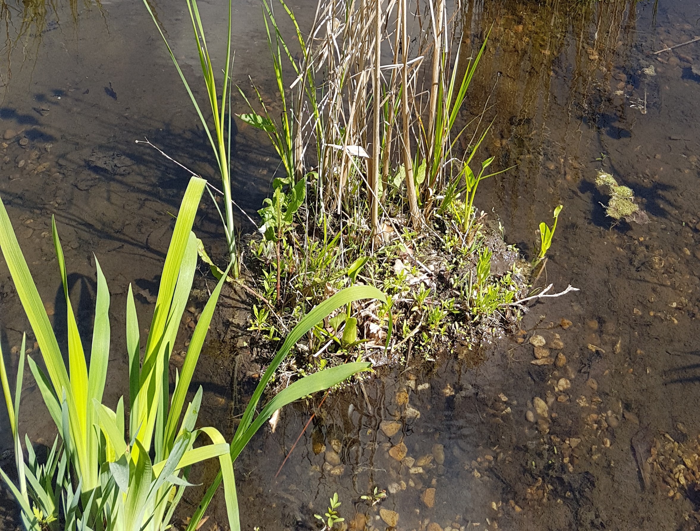 Les iris d'eau