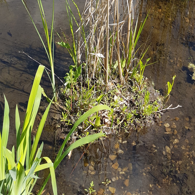 Les iris d'eau