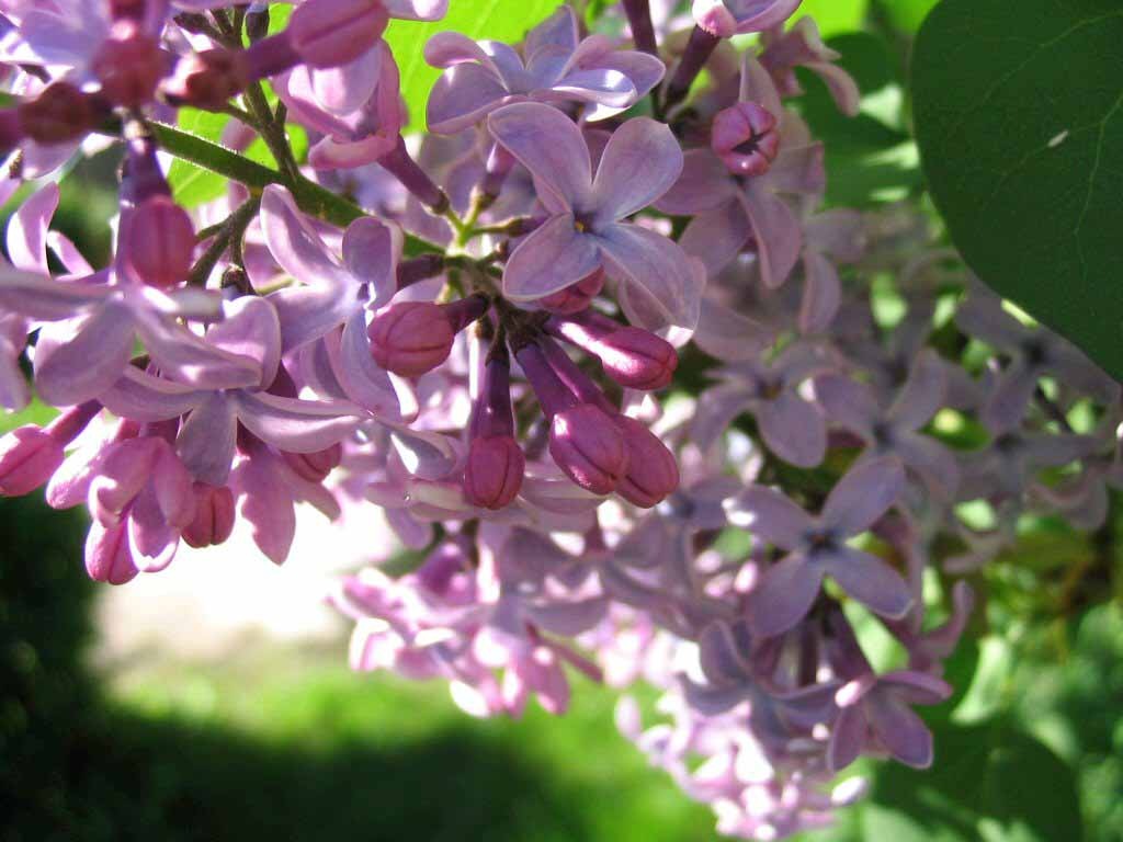 Les lilas