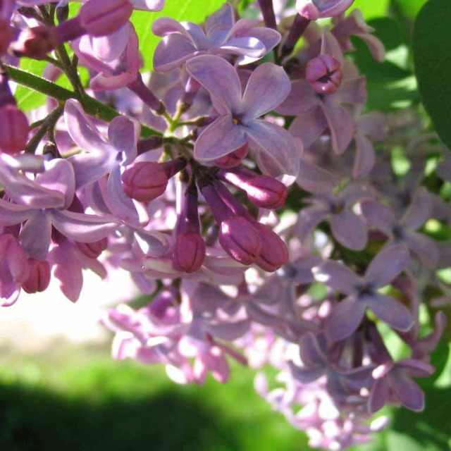 Les lilas