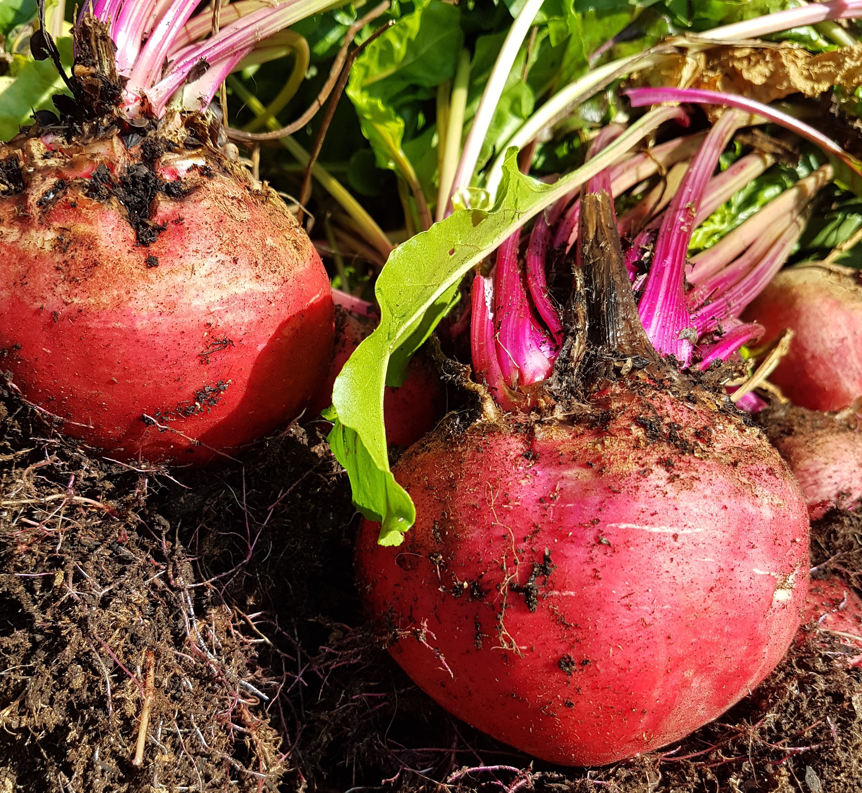 Les légumes en racine