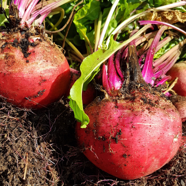 Les légumes en racine