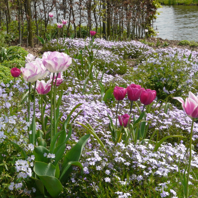 Les tulipes