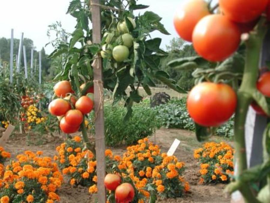 Planter les tomates