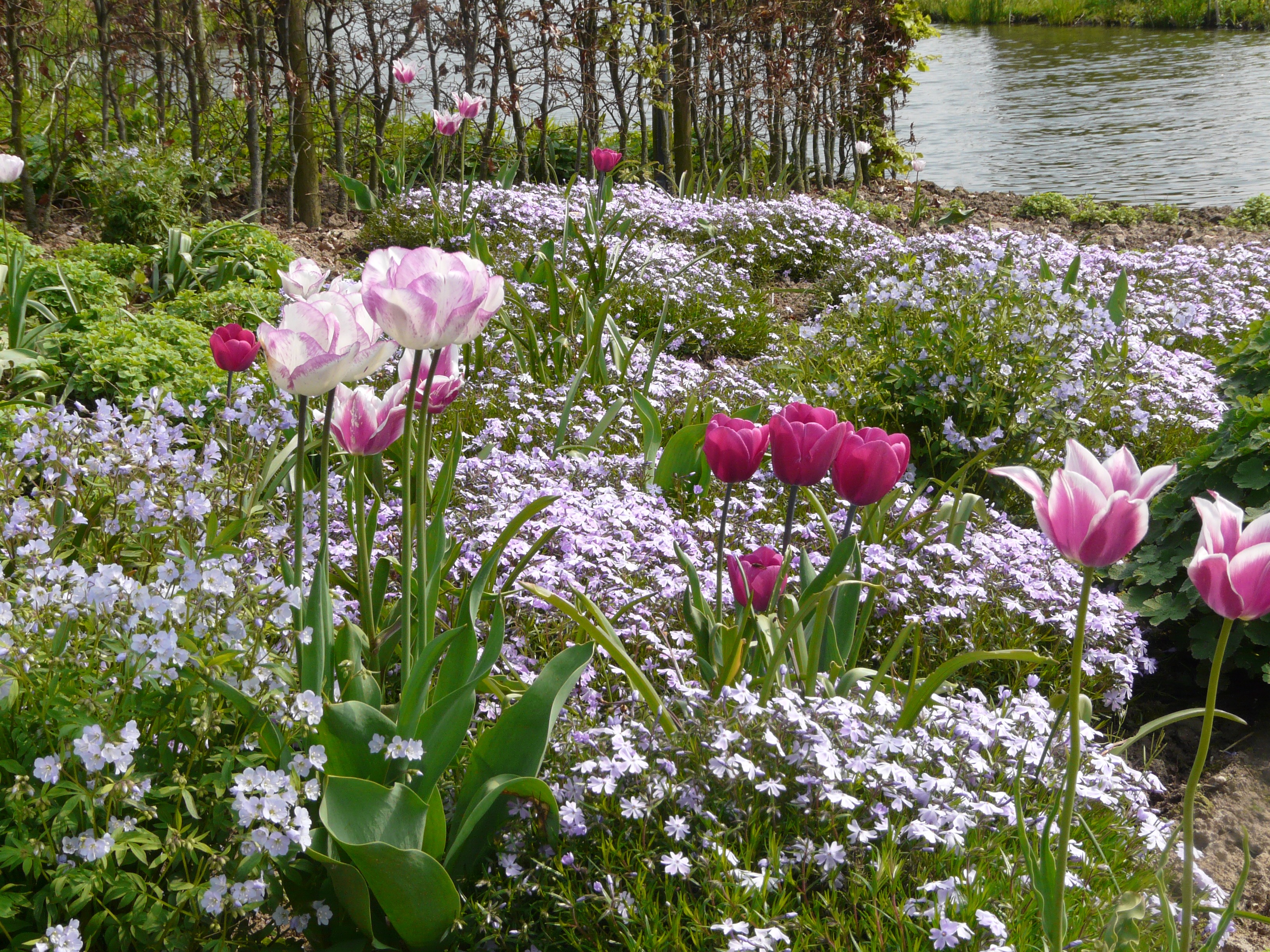 Planter les tulipes