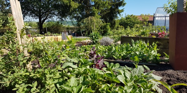 Légumes d'Antan