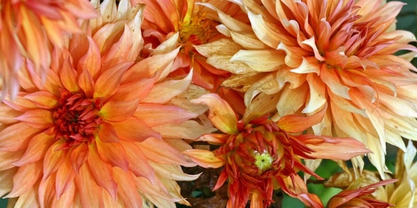 Les fleurs utiles du potager