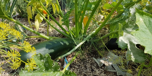 Fleurs de courgettes au BBQ