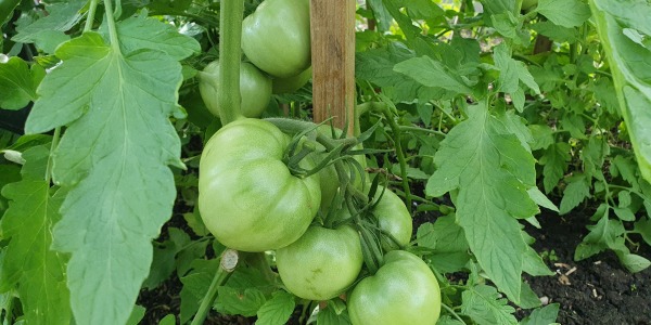 Elles sont encore vertes, les tomates ?