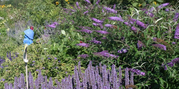 Quand tailler les arbustes à fleurs