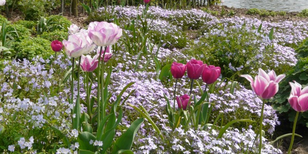 Des fleurs à floraison précoce