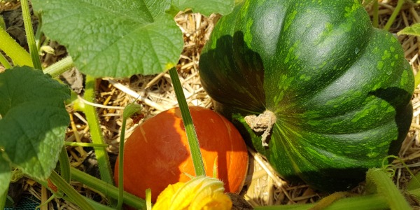 Récolte de courges