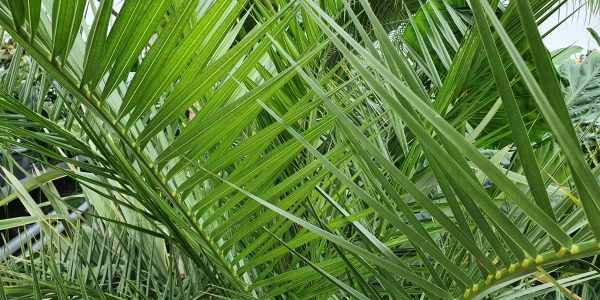 C’est quoi ce coton sur mes plantes vertes ?