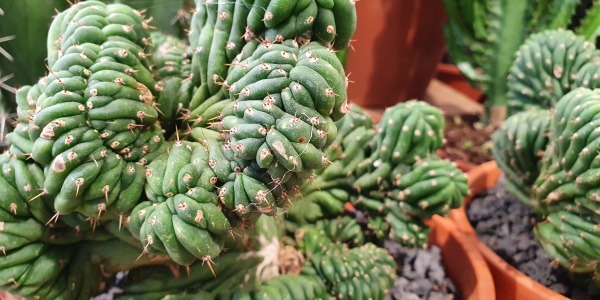 Envie de cactus en extérieur