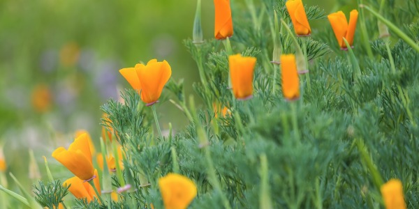 Envie de plantes peu demandeuses en eau