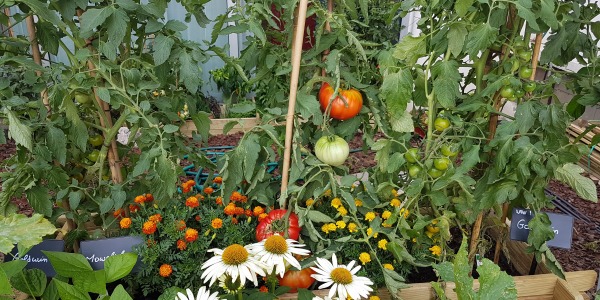 Envie de bien gérer les tomates