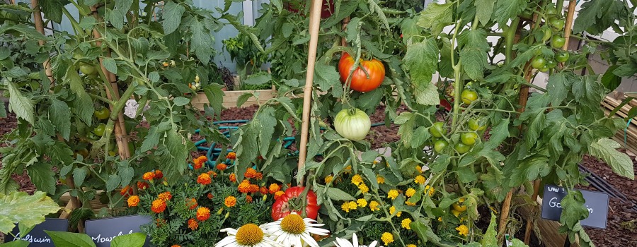 Envie de bien gérer les tomates