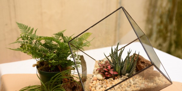 Envie d’un terrarium