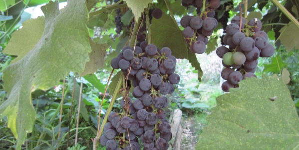 Envie de différents raisins