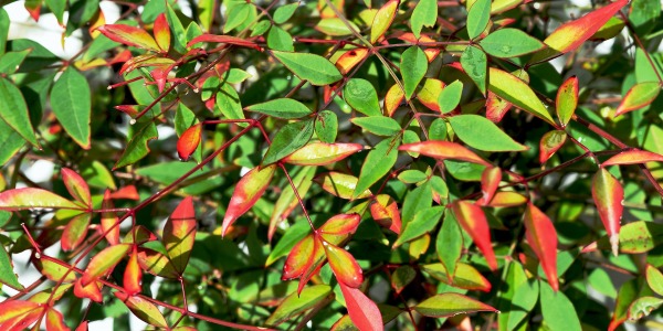 Envie d'un Bambou sacré, le Nandina