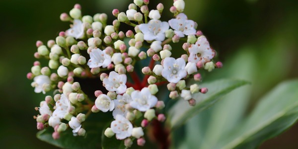 Envie d'un Viburnum tinus