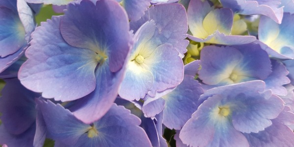 Comment bien tailler un hortensia