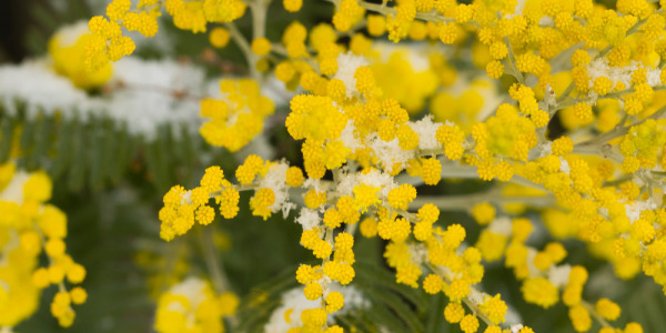 Le mimosa en recette