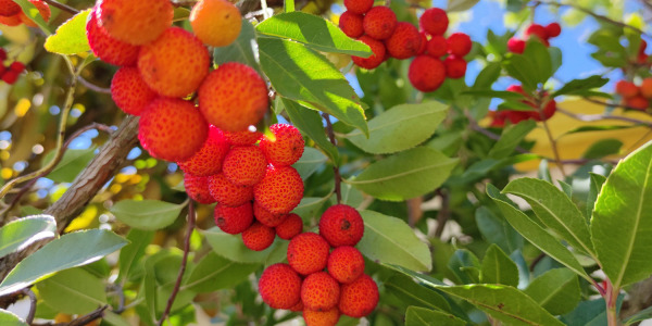 Plantation et entretien de l'Arbutus Unedo ou arbousier