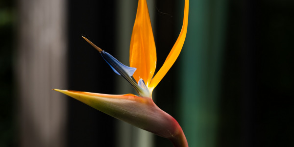 Tout savoir sur le Strelitzia Reginae