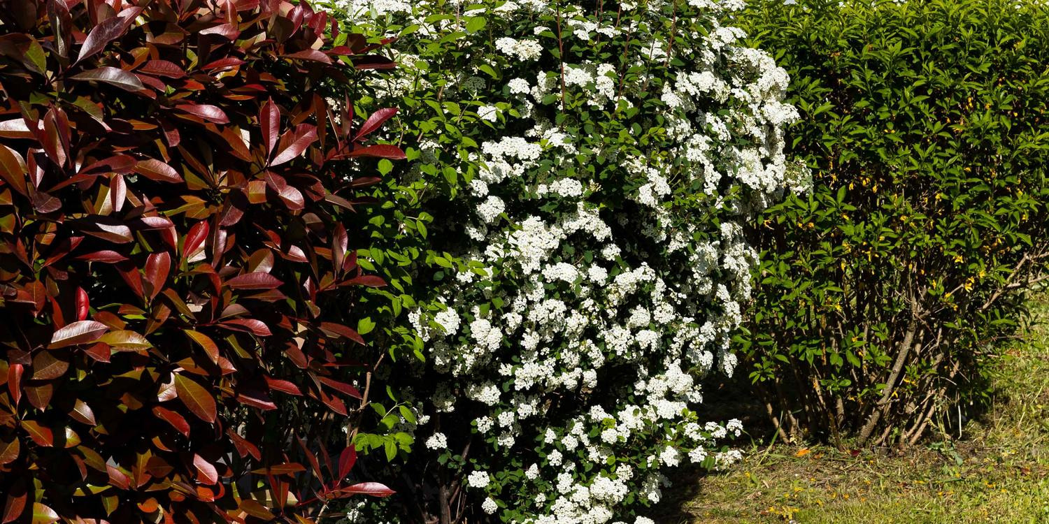 10 plantes de haie fleurie - Les Jardins de la Terre