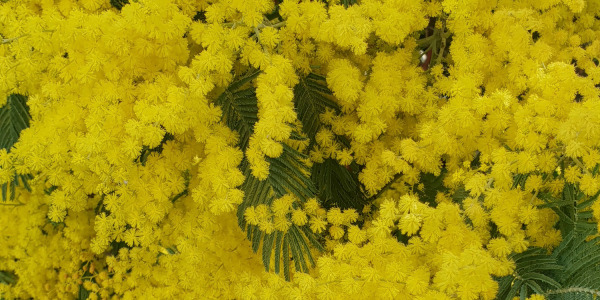 Bien plus qu'une plante : L'acacia dealbata 'Gaulois Astier'