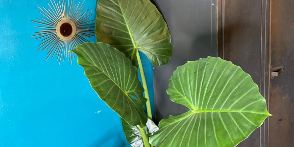 Alocasia Calidora