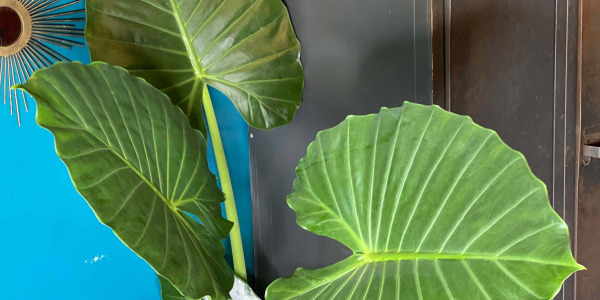 Alocasia Calidora : Comprendre son comportement et bien l’entretenir