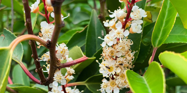 Esthétique et aménagement : sublimer votre jardin avec le Laurier du Portugal