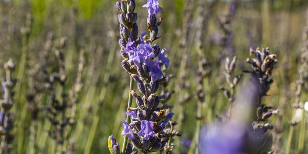 Lavande Grosso : La Star des Jardins Méditerranéens 