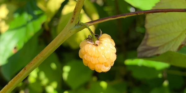 "Faire ses boutures de Fallgold : multipliez votre framboisier naturellement"