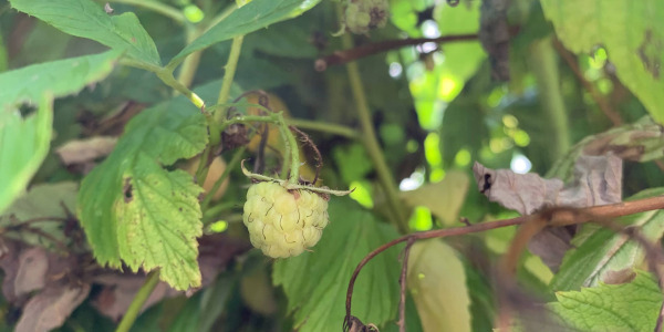 "Zéro déchet au jardin : valoriser les tailles et les fruits du framboisier Fallgold"