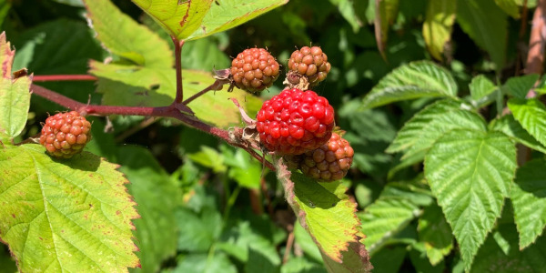 "Rubus 'Jumbo' : un mûrier sans épines, sûr et savoureux pour toute la famille"