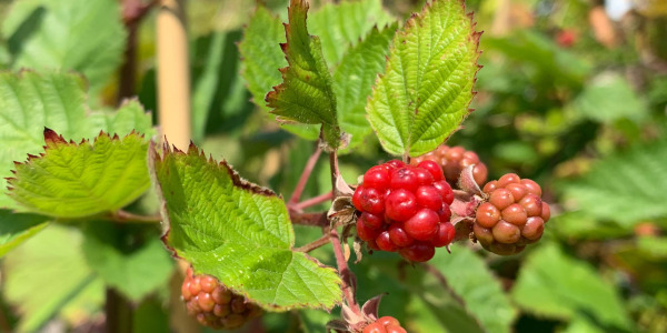 "Comment réussir la culture du mûrier sans épines ‘Jumbo’ en pot ou en pleine terre ?"