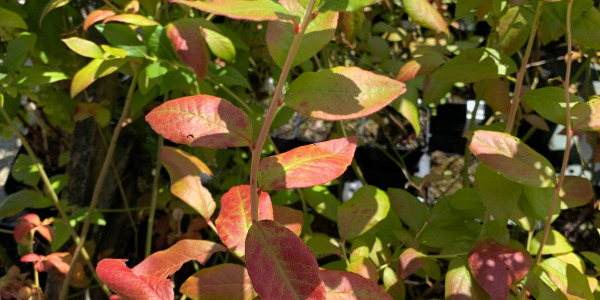 Comment réussir la plantation du myrtillier à gros fruits ? Nos conseils pratiques
