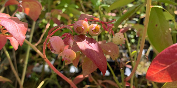 Vaccinium corymbosum en pot : comment cultiver des myrtilles sur votre balcon ?