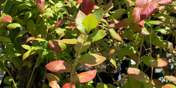 Récolter, conserver et cuisiner les myrtilles : sublimer le Vaccinium corymbosum