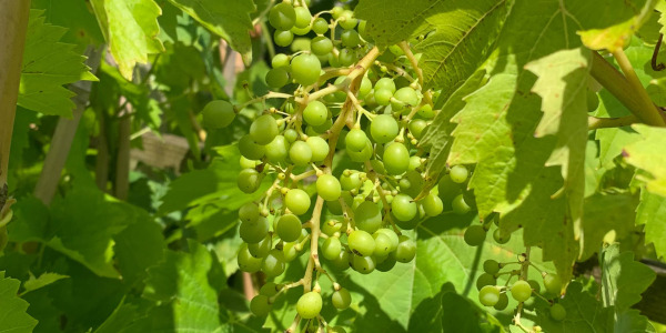 Ampelia Perdin : une vigne résistante pour débutants en viticulture