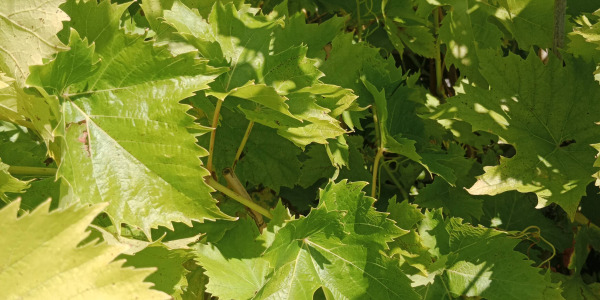 Vigne Cardinal : Comment réussir sa culture au jardin ?