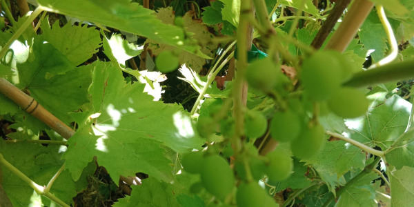 Cardinal vs Muscat : Quelle vigne de table choisir pour votre jardin ?