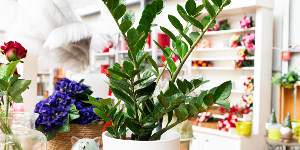 Zamioculcas zamiifolia : la plante verte qui s’adapte à tout