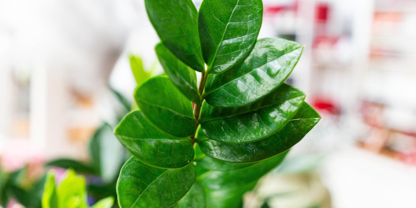 Conseils d’entretien pour une ZZ plant toujours éclatante